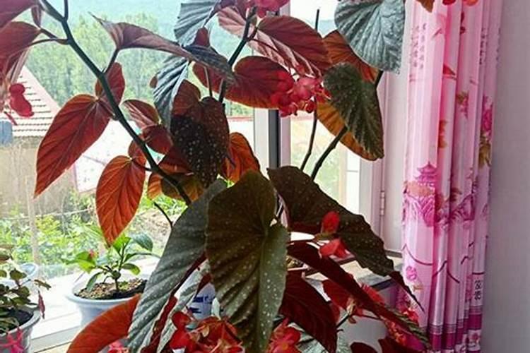 四季海棠最好的肥料是什么怎么施？