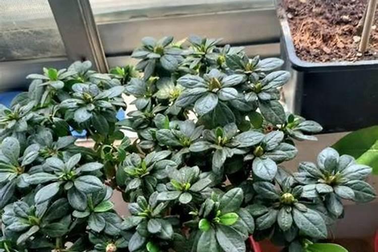 杜鹃花可以施氮肥吗