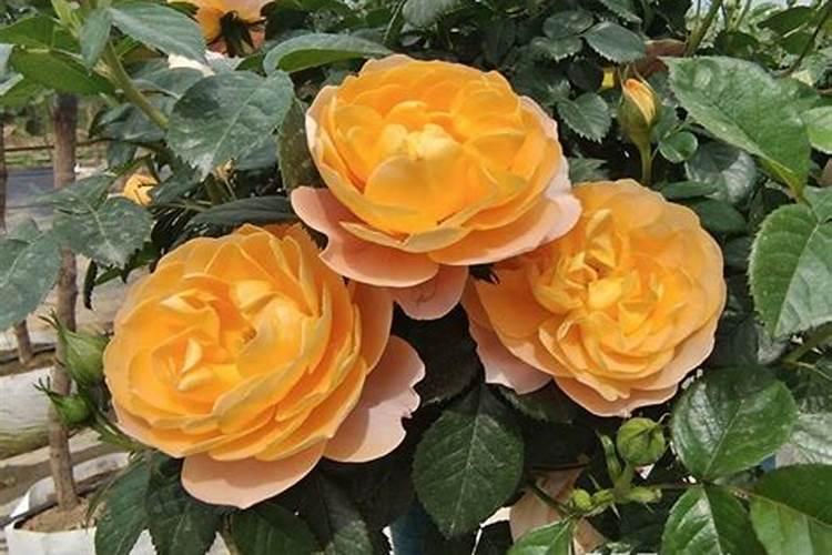 月季花施肥施什么肥料