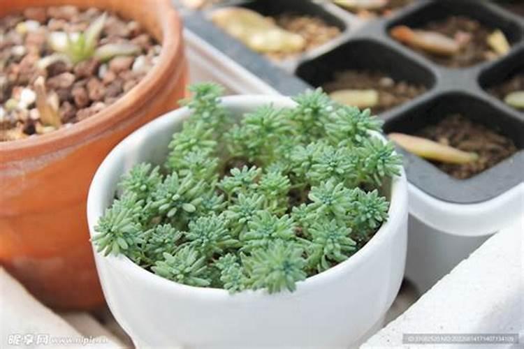 让多肉叶片肥厚施什么肥？