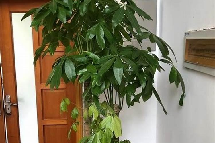 发财树不知道长了什么虫害,树叶表面还有粘液。