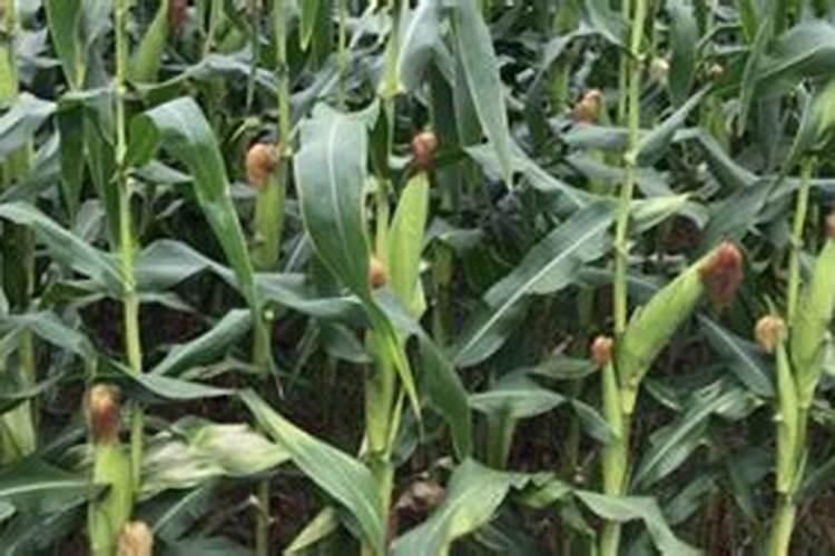 糯玉米的施肥方法