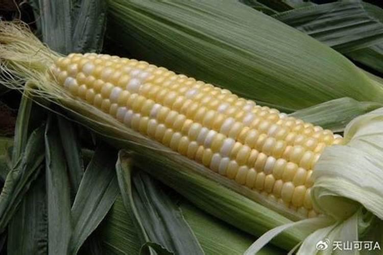 糯玉米的施肥方法