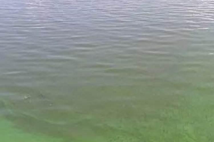 高温多雨天气露天老虾池正确选择肥料不会暴长蓝藻