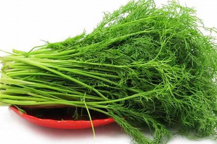 茴香苗可以移栽吗