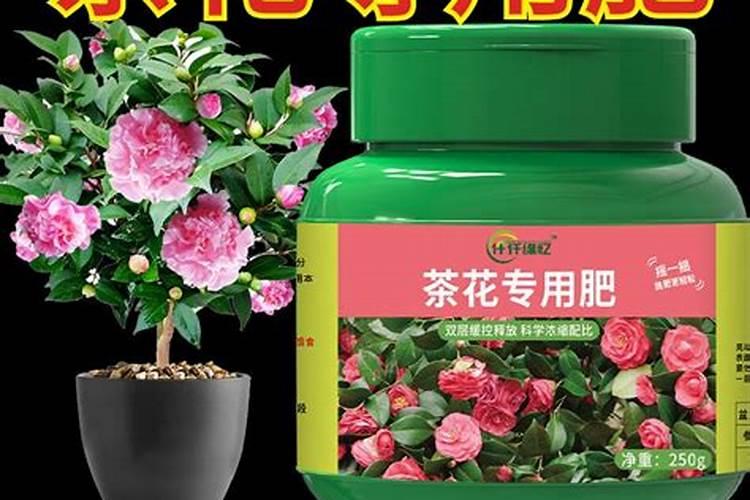 茶花如何施肥长得好