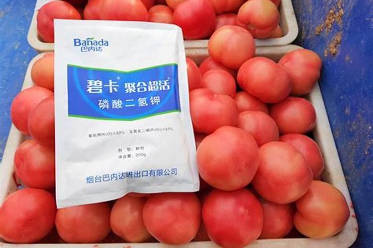 磷酸二氢钾可以浇西红柿吗