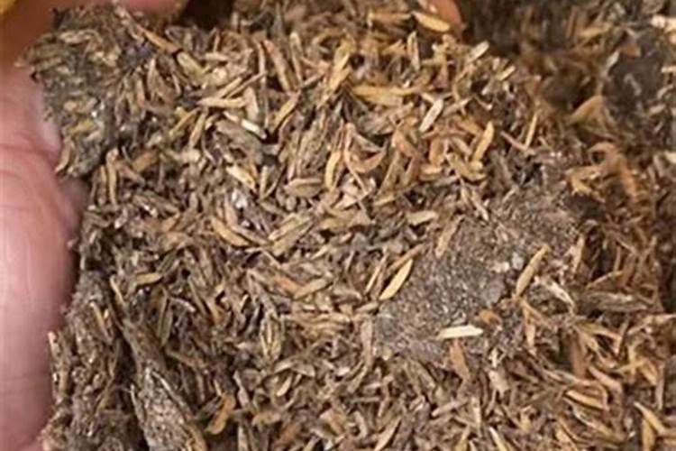 杜鹃施肥如何施肥,施肥过量怎么办