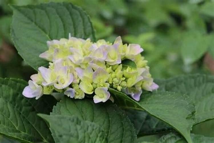 绿植花卉常用跟矿院黄腐酸钾组合经典的肥料复配方式