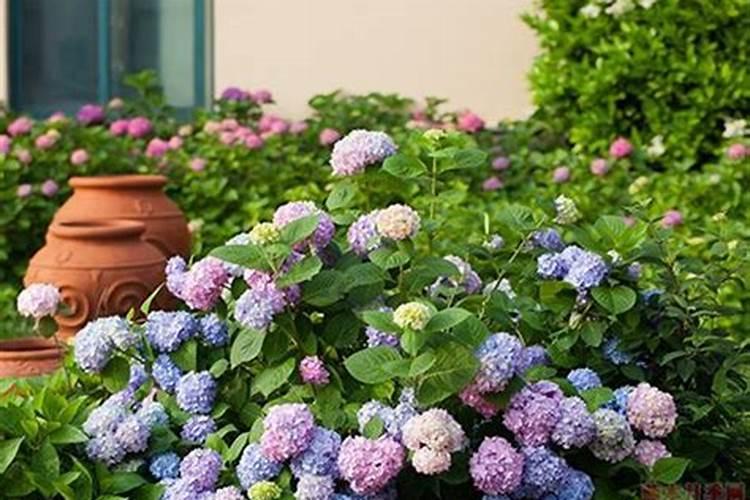 青菜的养殖方法和注意事项