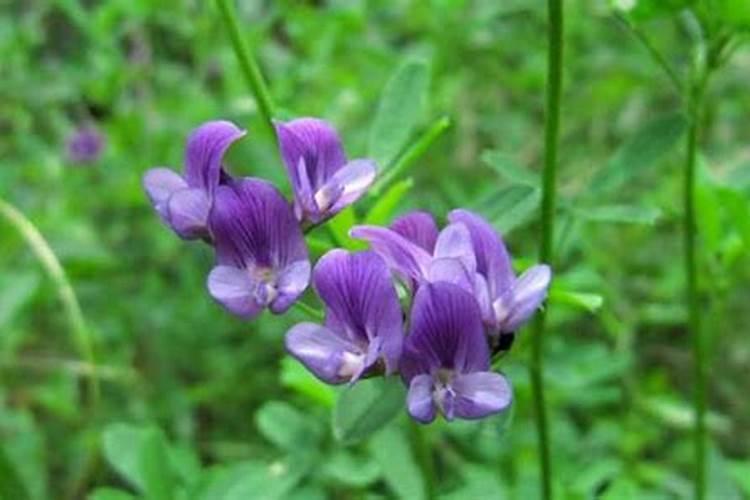 苜蓿草种在果园怎么样