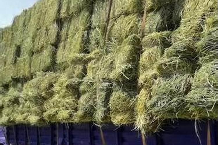 干苜蓿草有营养吗