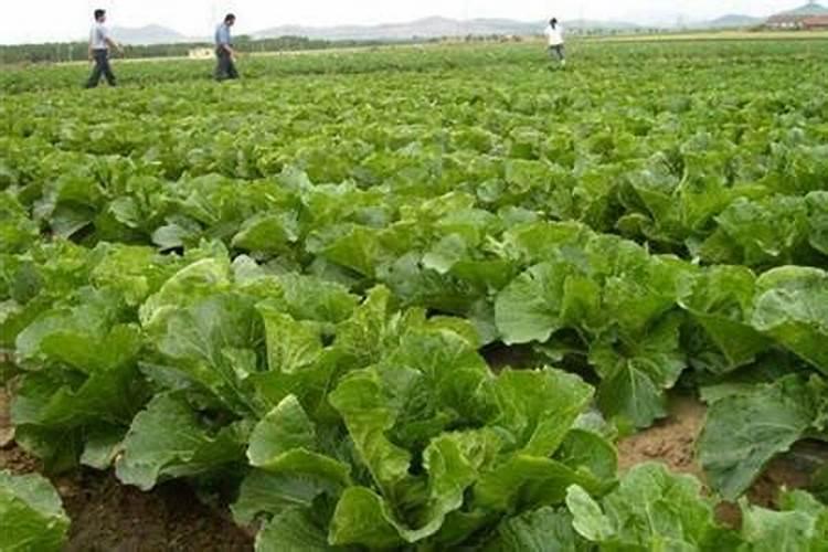 用普通复合肥混水喷施叶面能不能达到叶面追肥的效果？