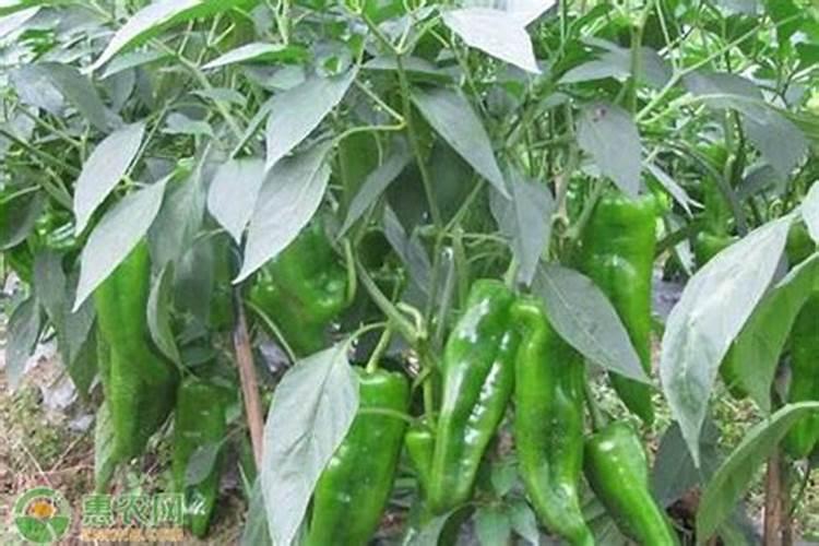 辣椒喷什么叶面肥结果多？辣椒膨大期是什么时候？用什么肥料长势好？