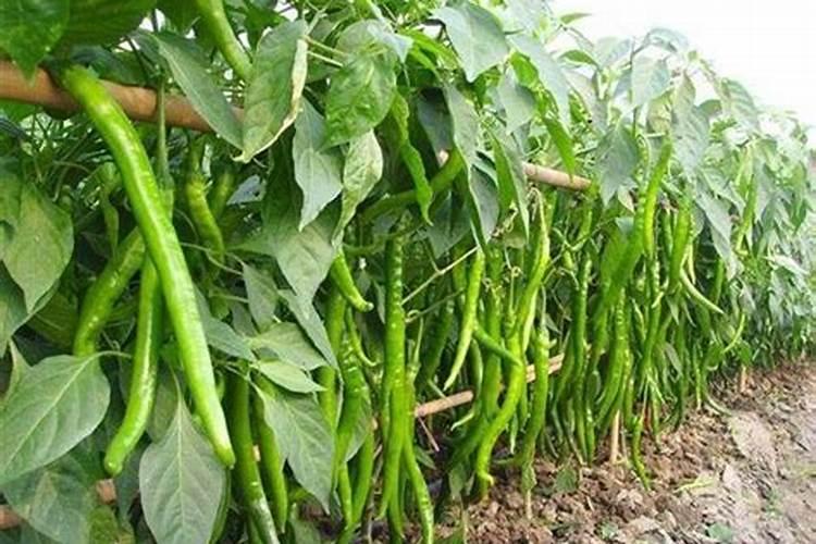 辣椒膨果期用哪种肥料比较好？辣椒喷施昆仑风叶面肥料？