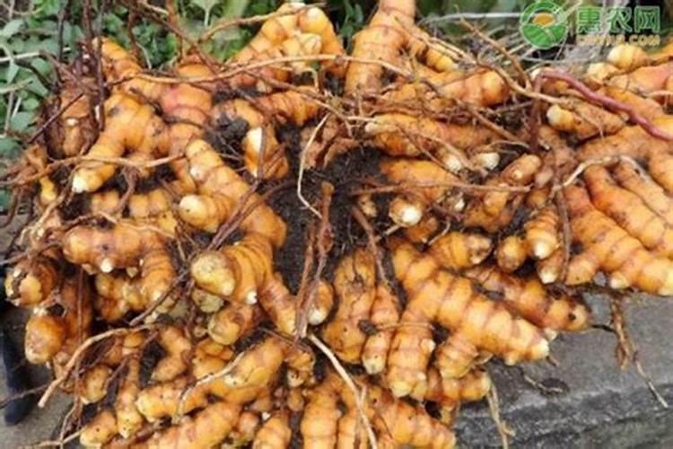 观果植物有哪些