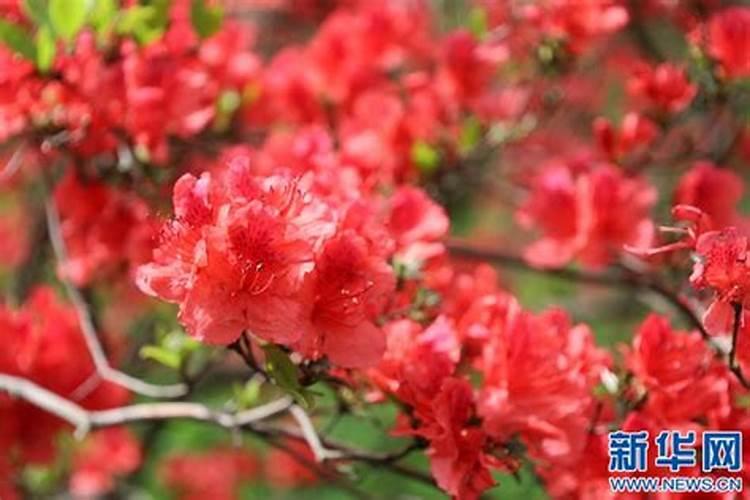 怎样给有花苞的杜鹃施肥