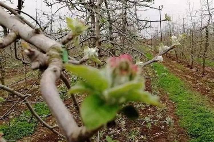 氮肥促进果树开花结果吗