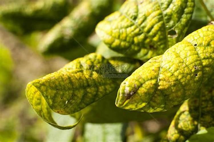 家里种的绿豆叶子发黄枯萎,请问是什么原因？如何解决？