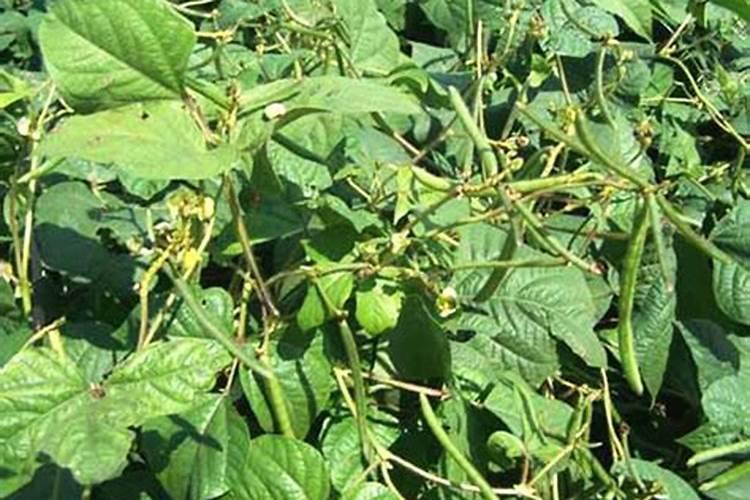 绿豆叶子先发黄在翻卷是什么原因