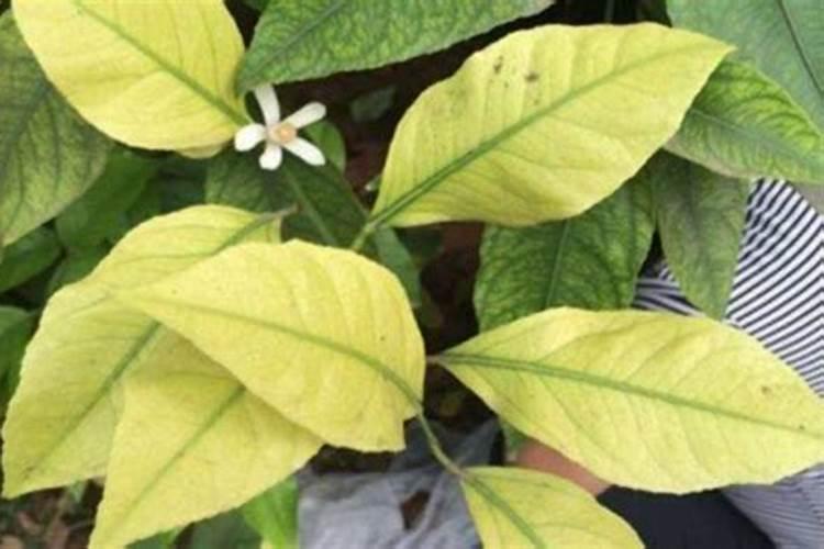 家里种的绿豆叶子发黄枯萎,请问是什么原因？如何解决？