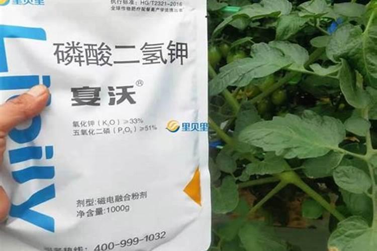 西红柿冲磷酸二氢钾膨果吗
