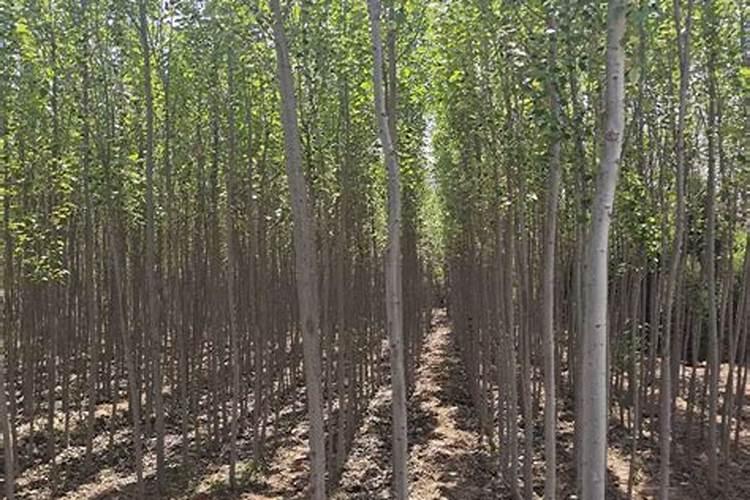 怎么给杨树施肥 杨树施肥时间及方法