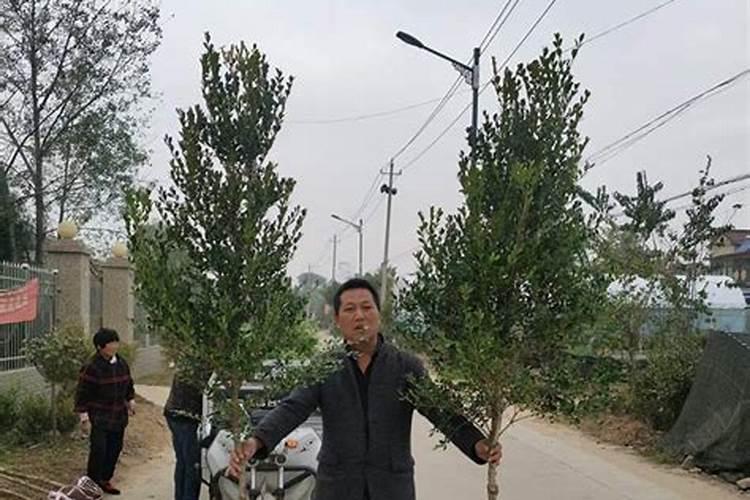 杨树什么时候施肥好,施什么肥好？