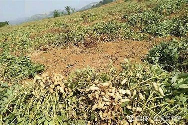 沙土地种西红柿怎么样 沙土地种花生用什么肥料好