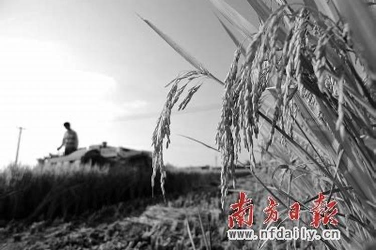 氮肥在植物上的作用和功效