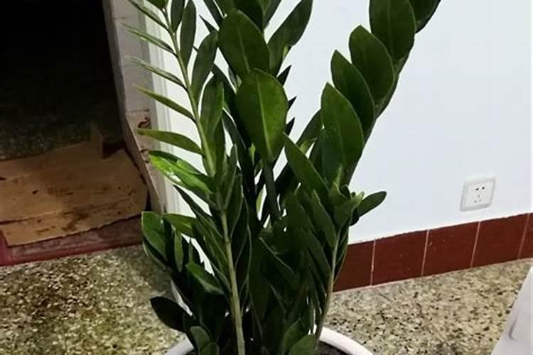 金钱树氮肥多久用一次 金钱树的氮肥施用周期是多久？