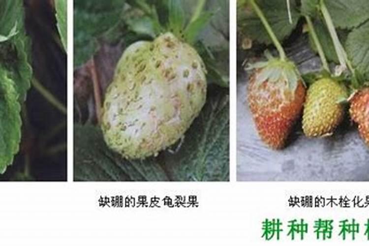 如何防止缺硼症？