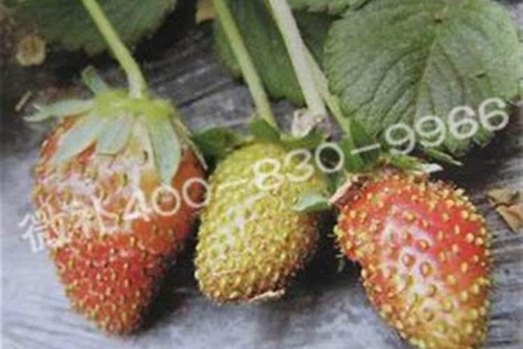 草莓心叶干枯脱水的原因分析及补救解决方法,种植户要了解