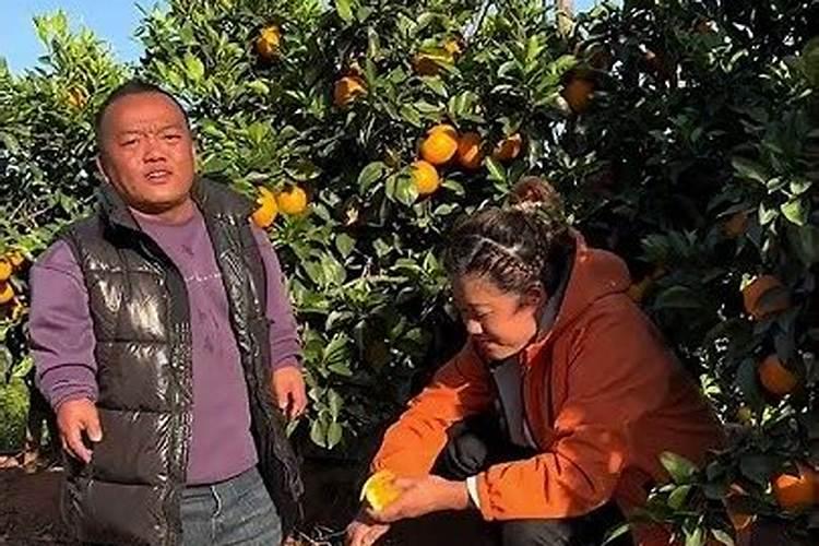 脐橙秋肥什么时候施肥合适