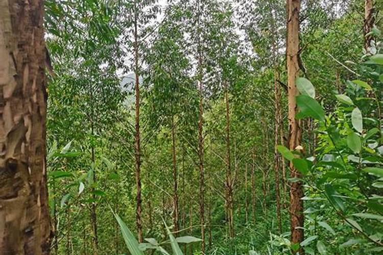 速生桉树施哪种肥最好