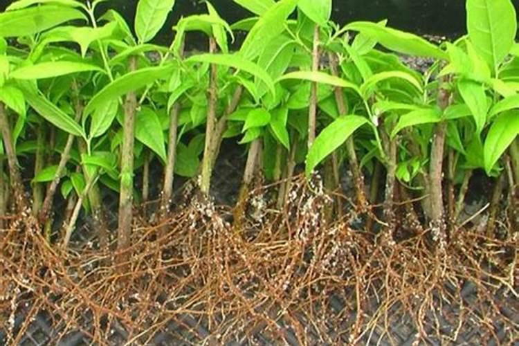 车厘子种植一株能结果吗？