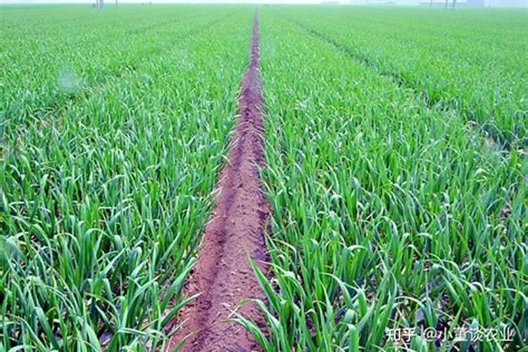 大蒜的管理和施肥方法