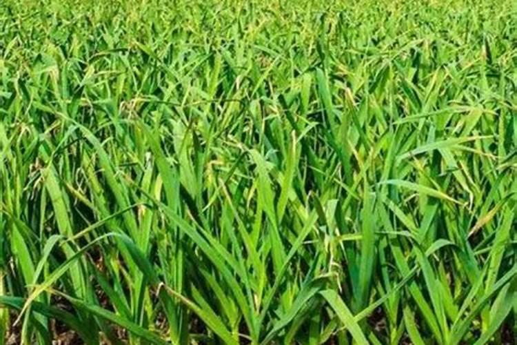 大蒜后期管理和施肥