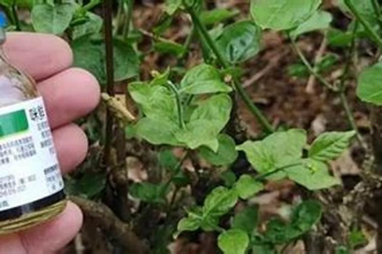 乙蒜能与叶面肥合用吗