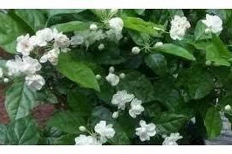 茉莉多久施一次磷肥 茉莉磷肥施用频率推荐