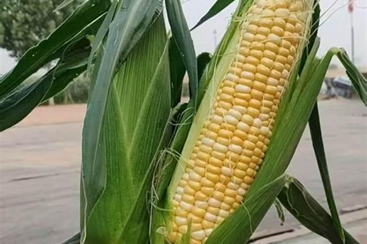 果蔬种植为何要使用富硒肥富硒叶面肥,功能多,简单省事