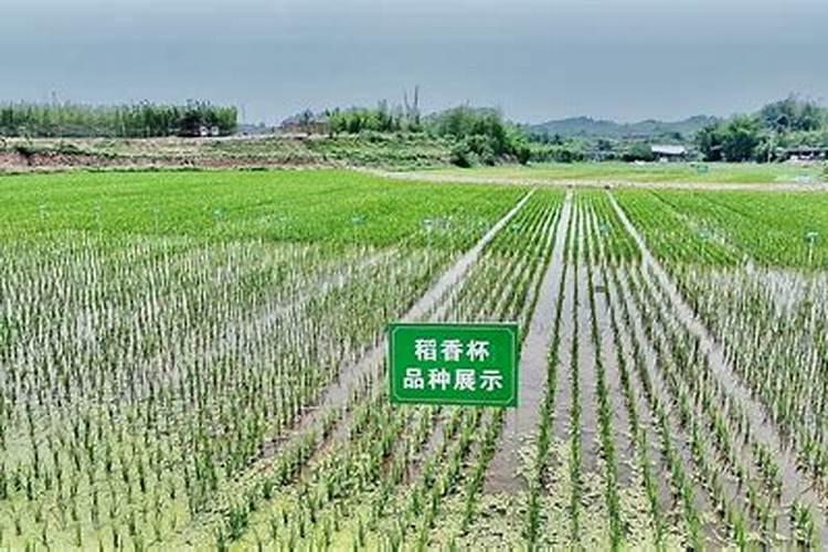 高粱专用肥配方