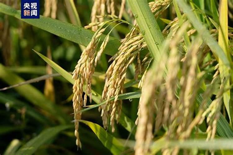 中稻(一季晚稻)高产栽培技术要点