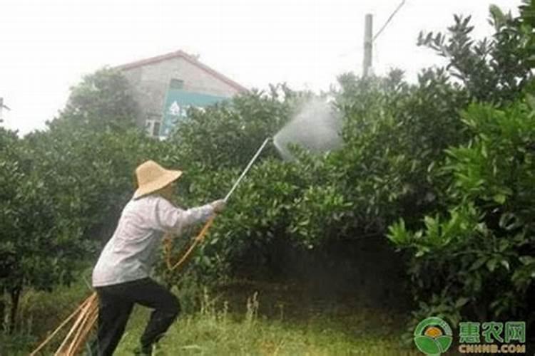 果树叶面肥用什么较好？