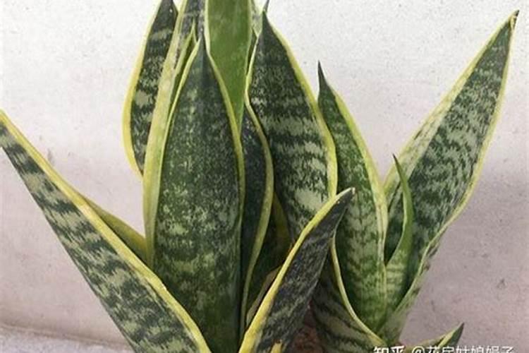 虎皮兰喜肥吗？喜欢施什么肥料