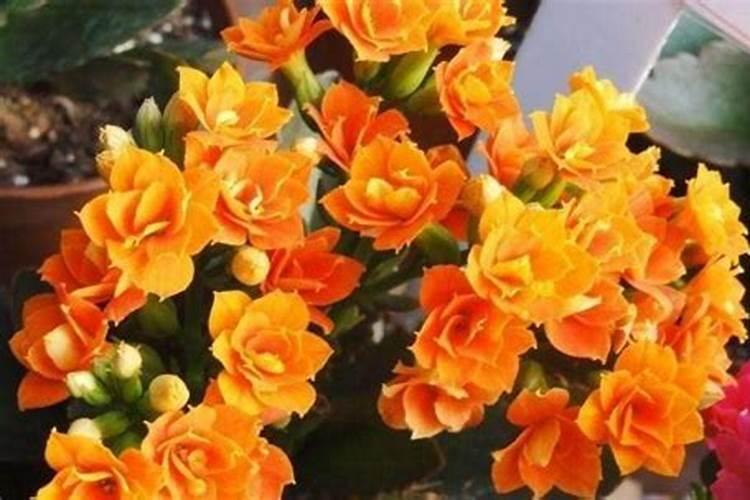 长寿花要浇什么肥最好