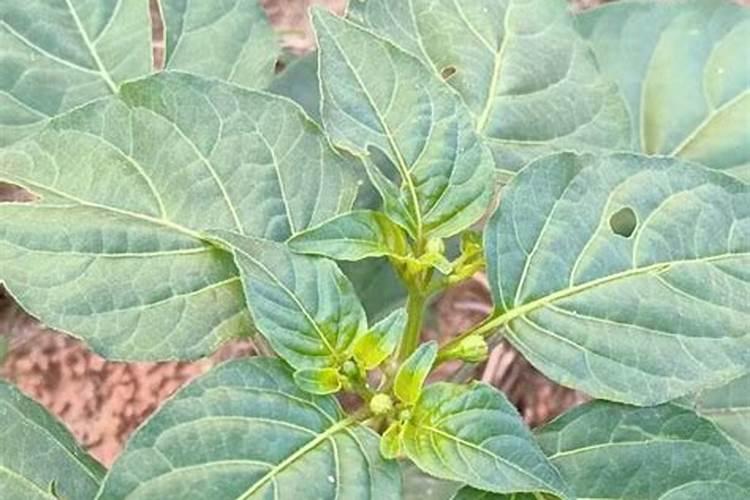 种菜一般菜叶喷什么莱才长得好