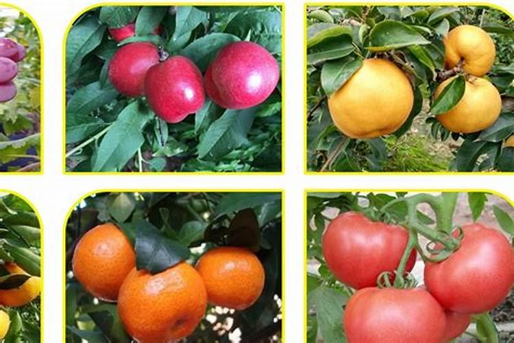 辣椒种植什么时候用肥料合适？辣椒用哪种叶面肥效果好？