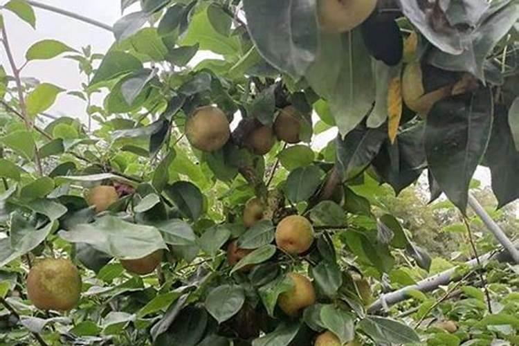 果树上什么肥料最好 果树专用肥有哪几种