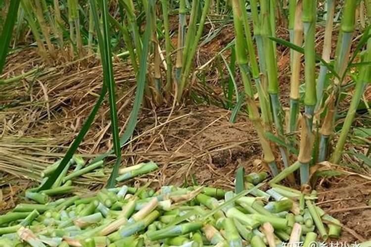 皇竹草怎么种植技术